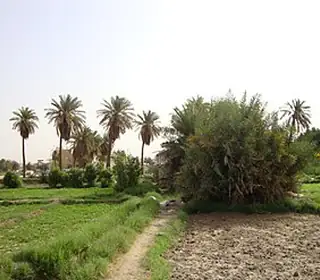Al Jahra, Koweït