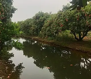 Hai Duong, Viêt Nam