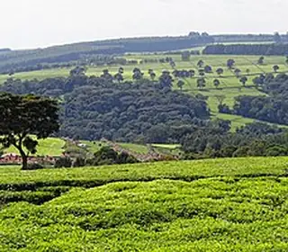 Kericho, Kenya