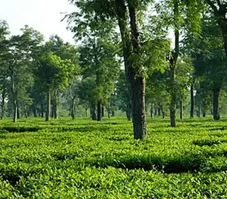 Dibrugarh, Inde