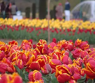 Srinagar, Inde